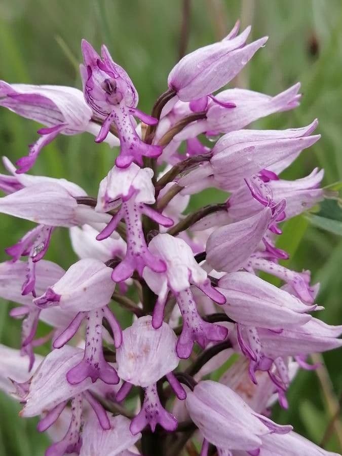 Orchidea militare 4
