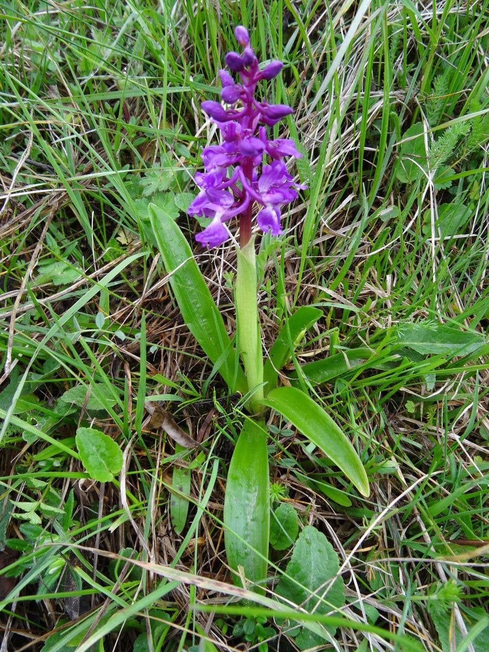 Stattliches Knabenkraut 13