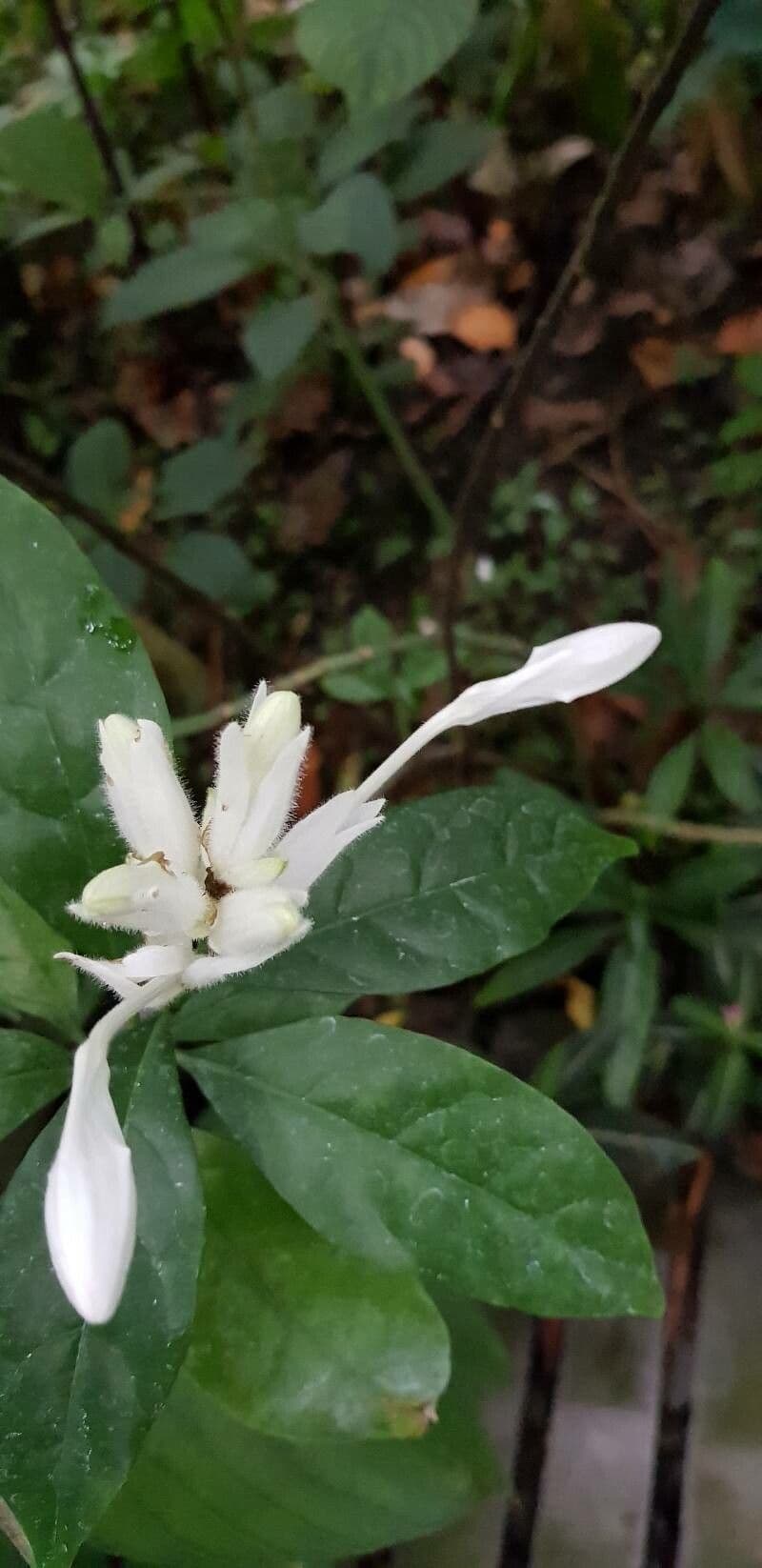 Whitfieldia 3