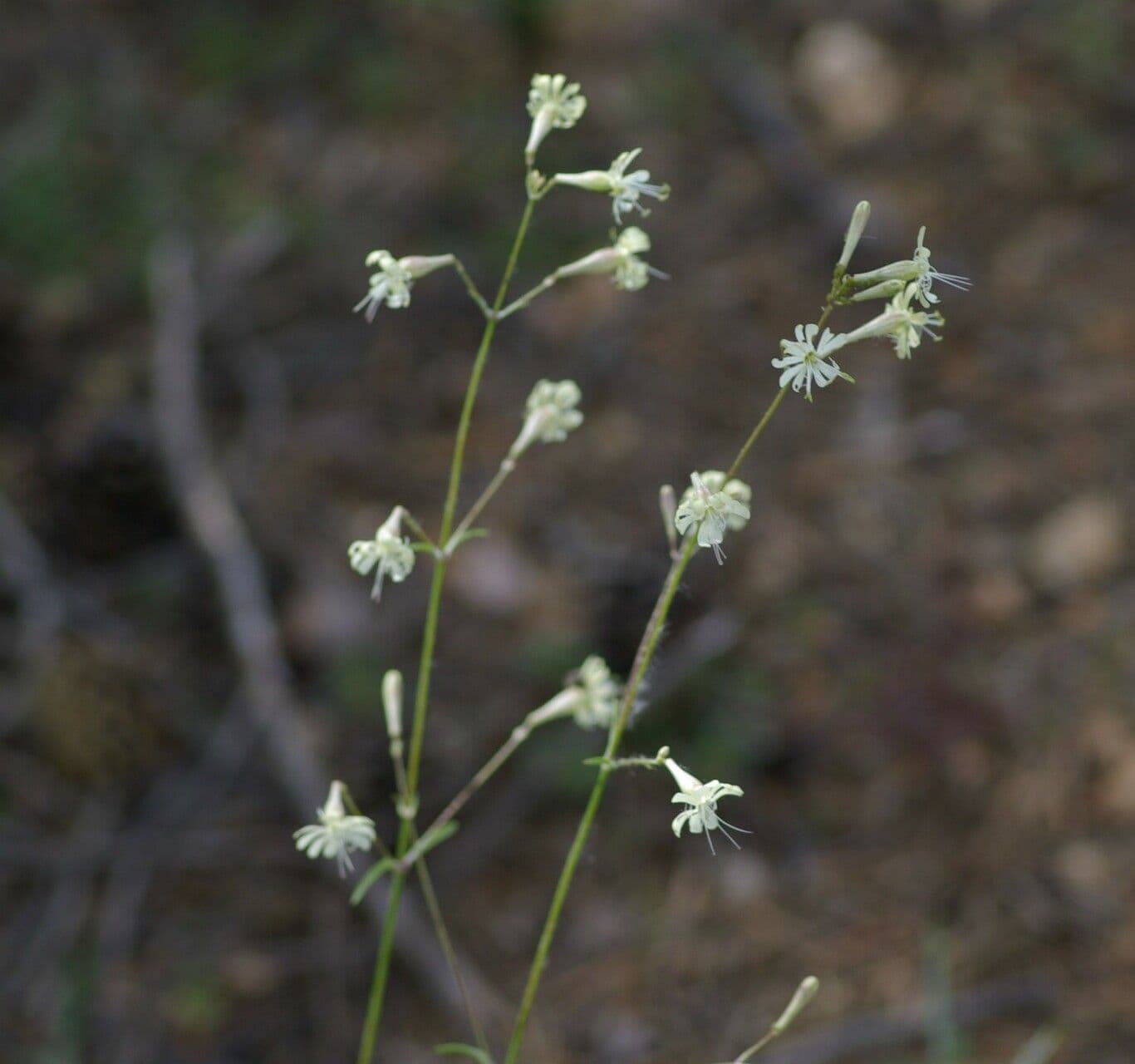 Silene mellifera 3