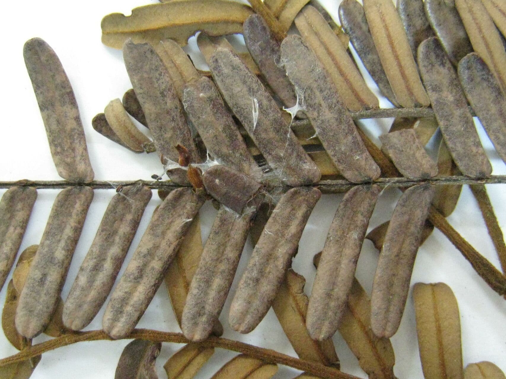 Dimorphandra