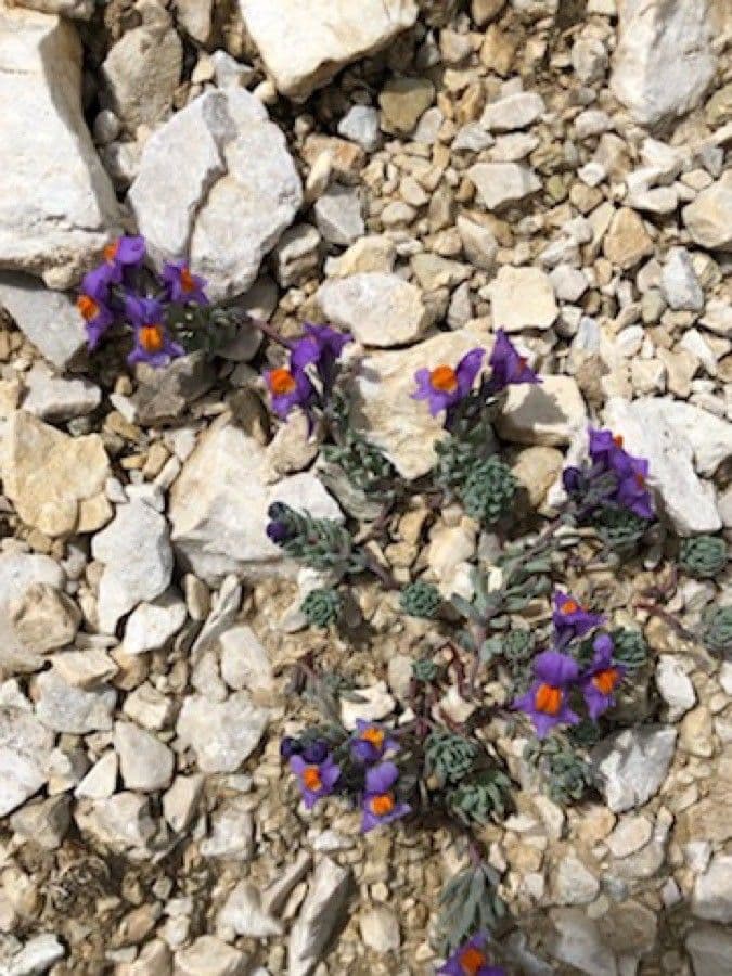 Linaria alpina 29