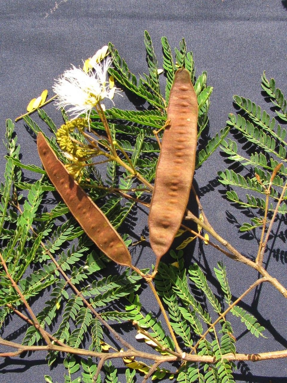 Albizia carbonaria 4