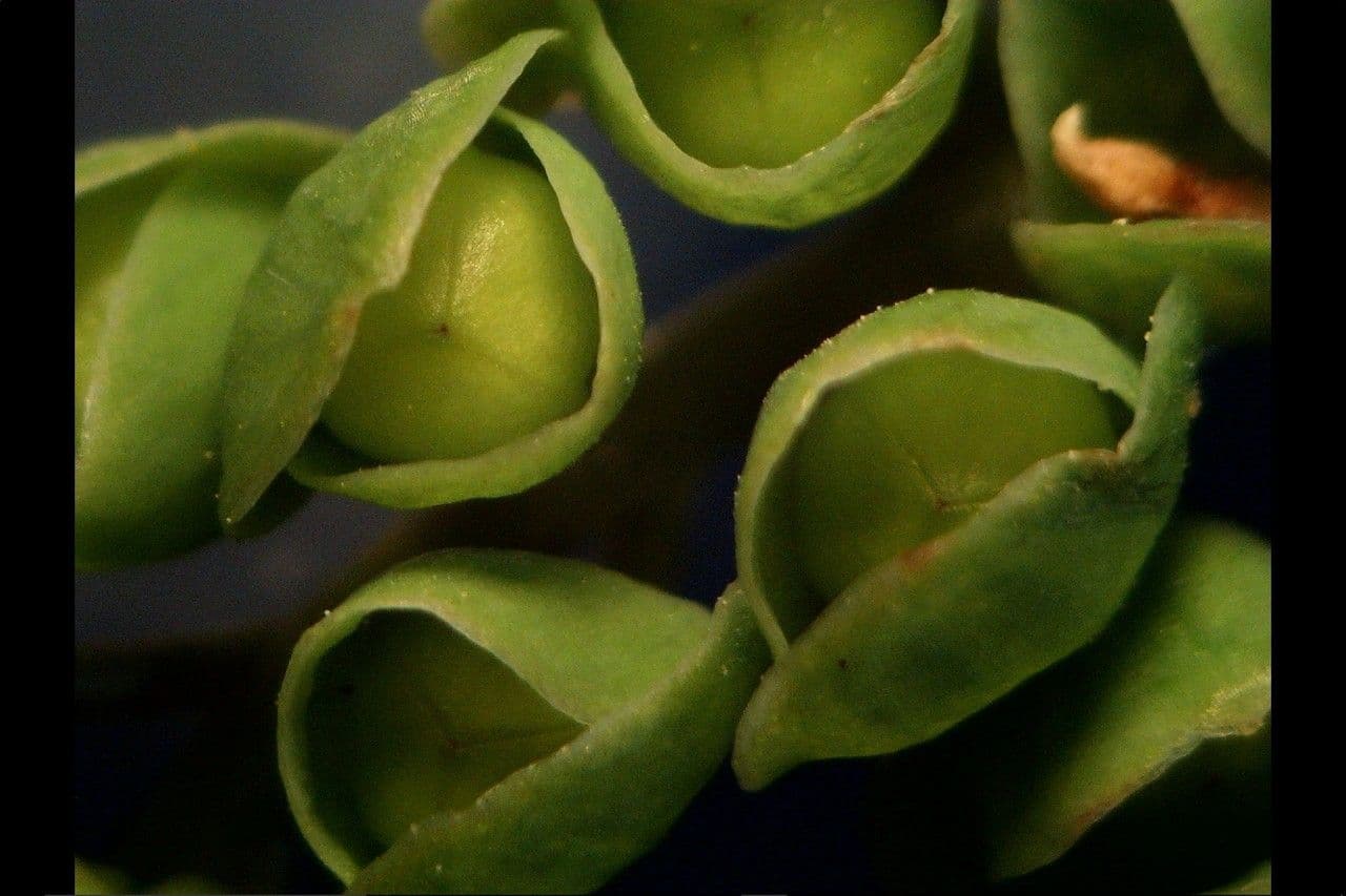 Gewöhnliches Tellerkraut 4