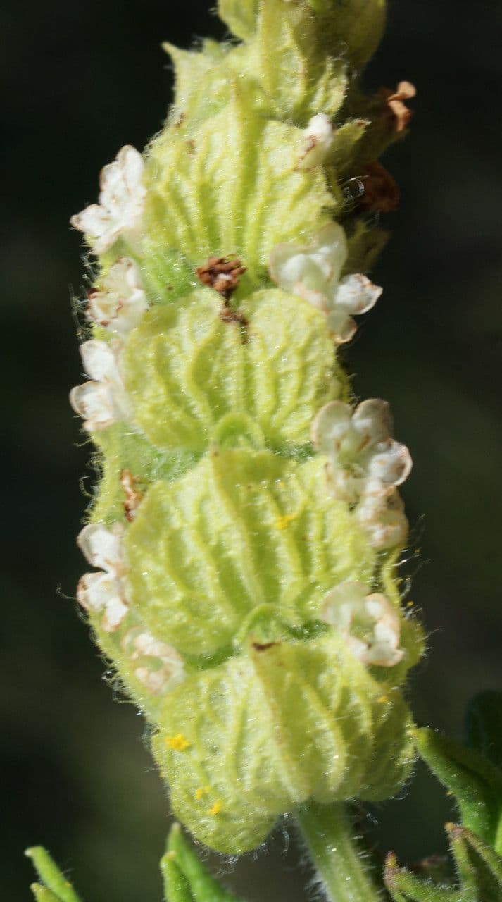Lavanda verde 7