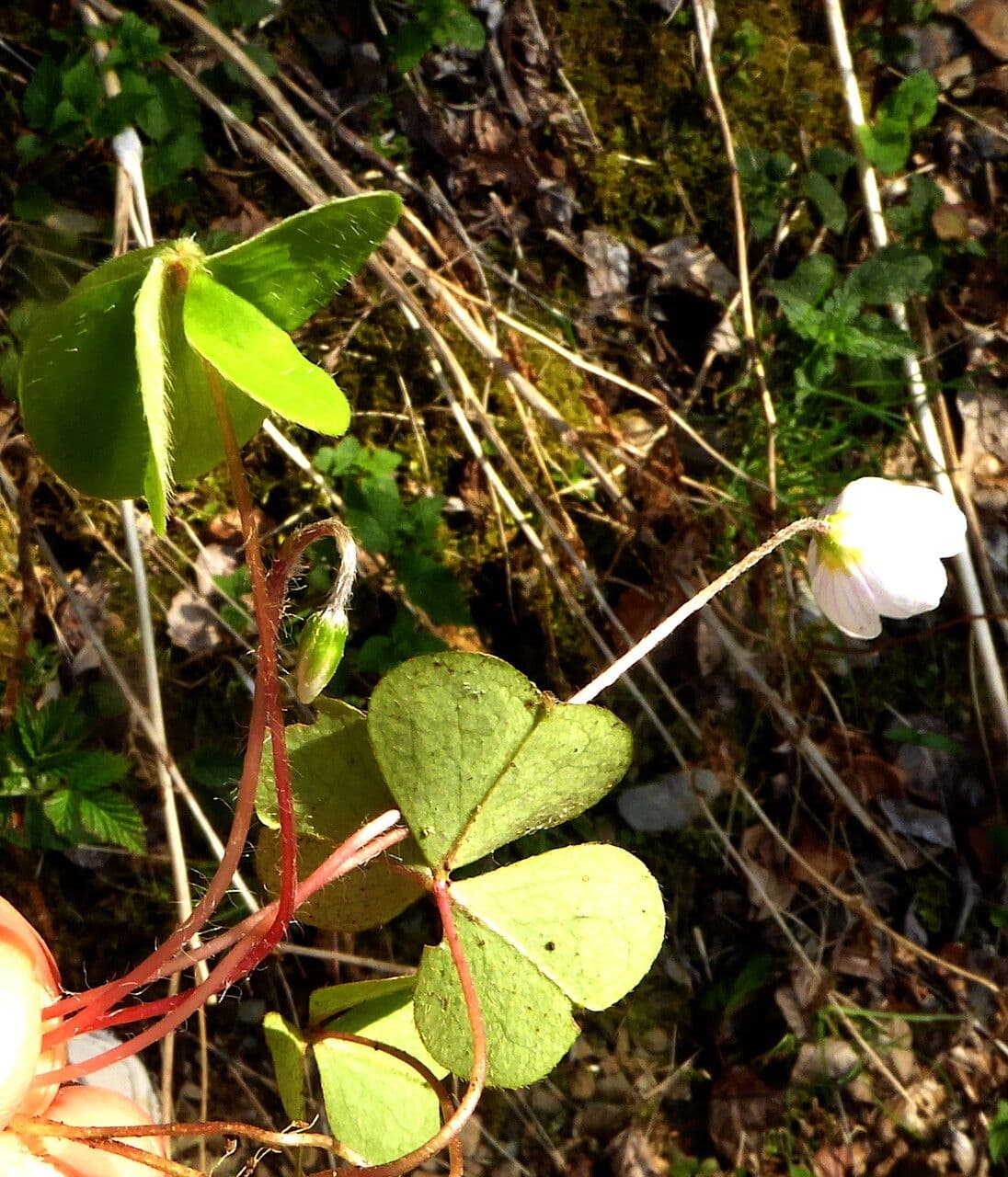 Waldsauerklee 12