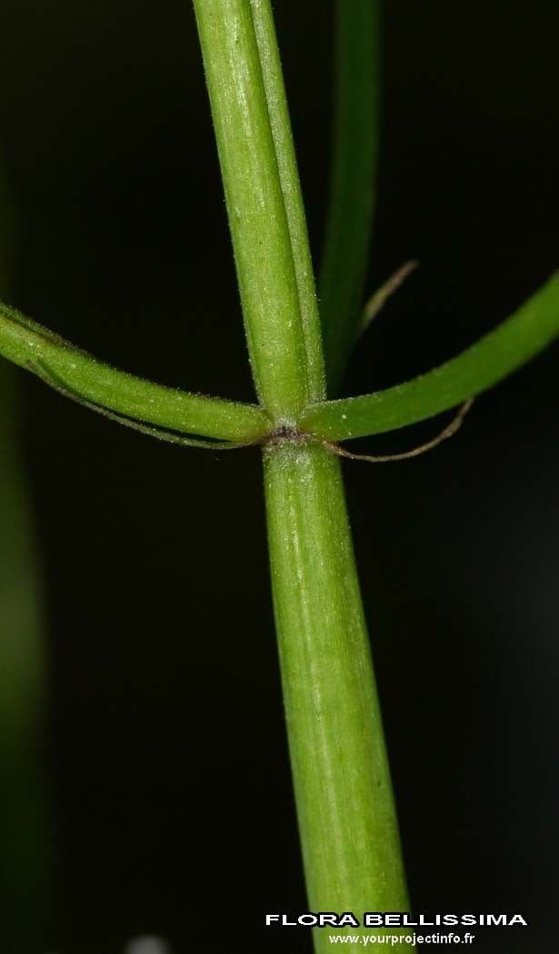 Valeriana trifogliata 22