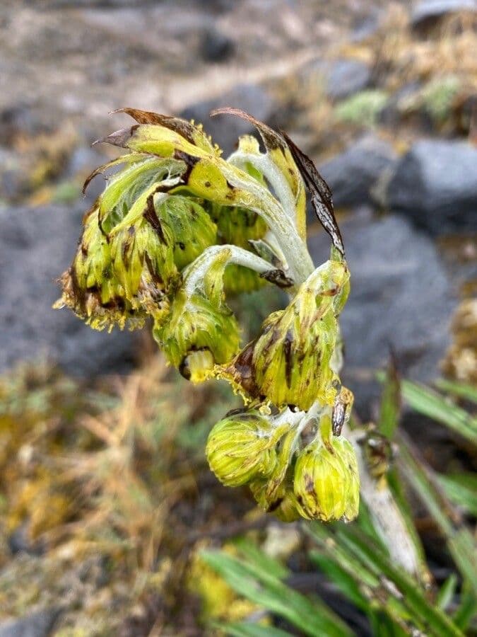 Senecio 5