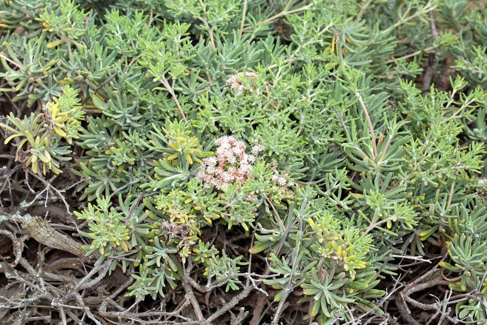 Eriogonum 10