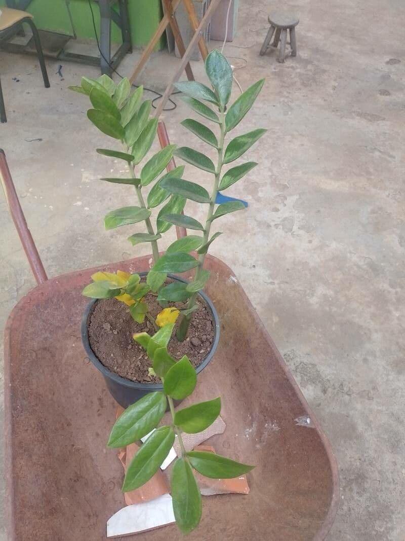 Pianta di ZZ 3