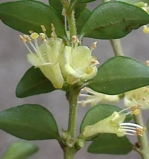 Caprifoglio 7