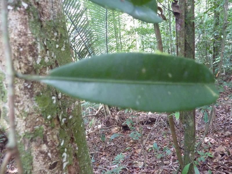 Hervorragende Pouteria 5