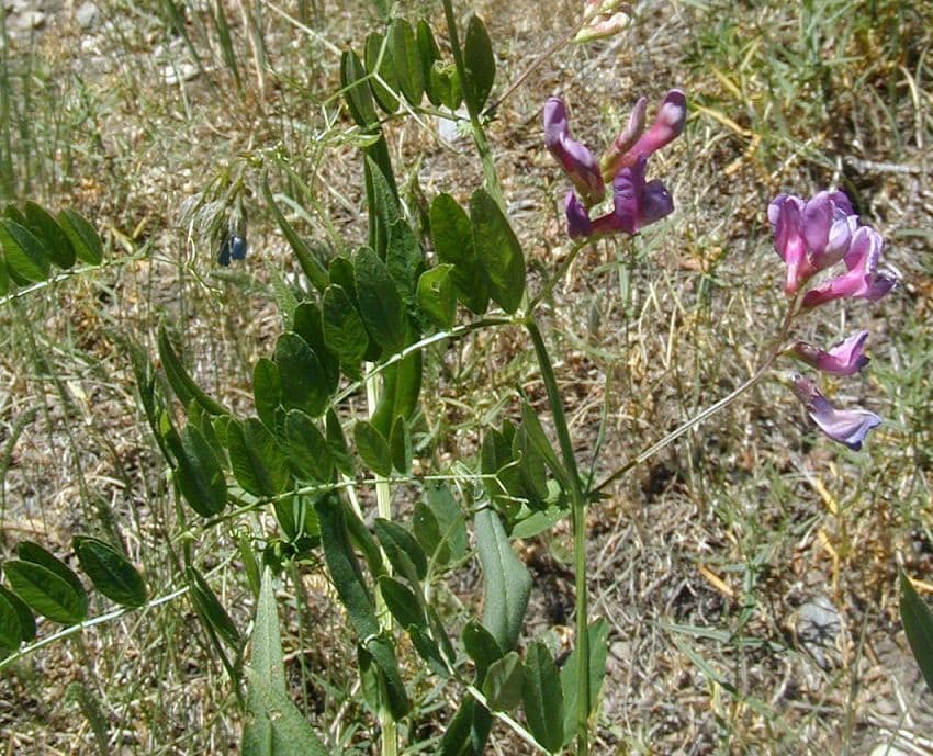 Hrach brachycalyx 8