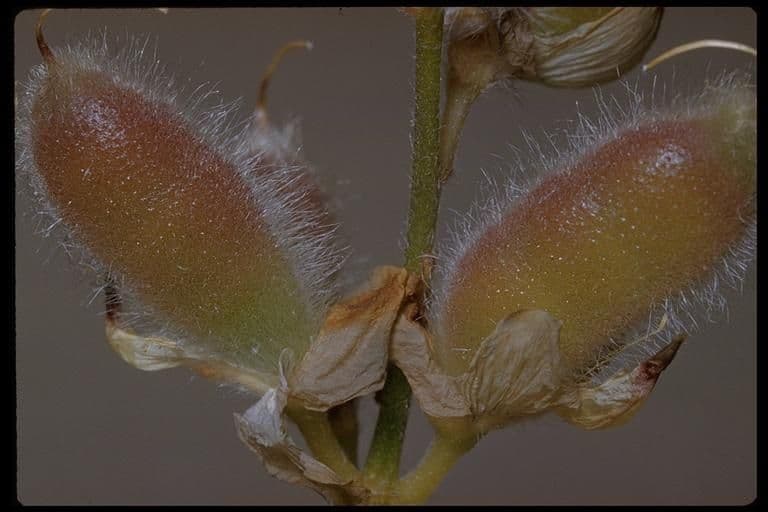 Schau-Lupine 4