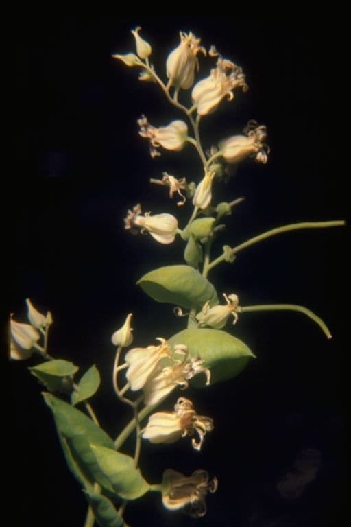 Streptanthus tortuosus 4