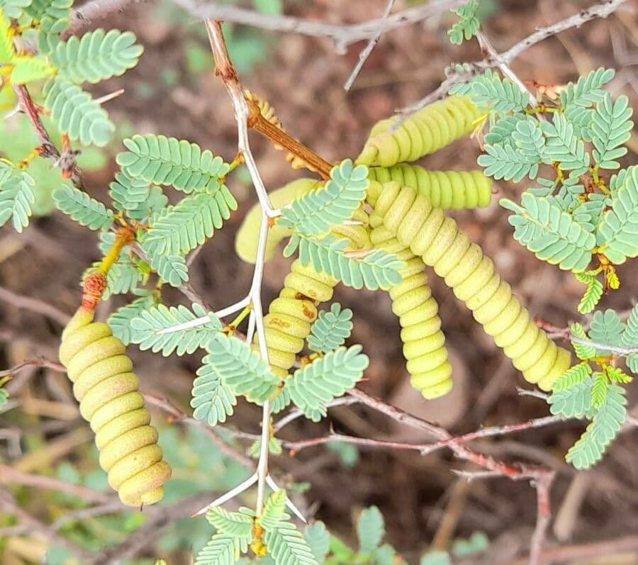 Kriechende Prosopis