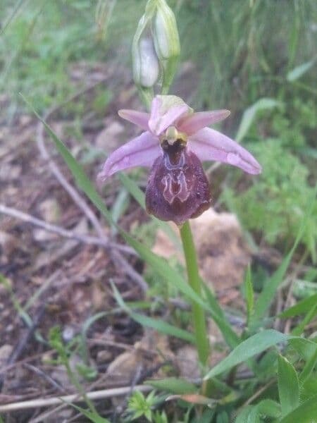 Ophrys
