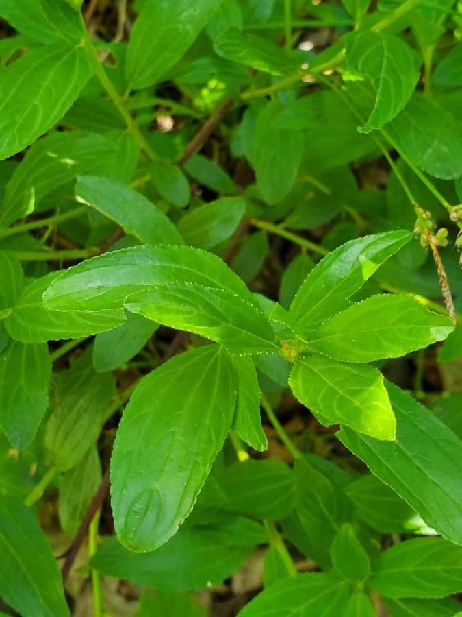 Ceanothus bylinný 13