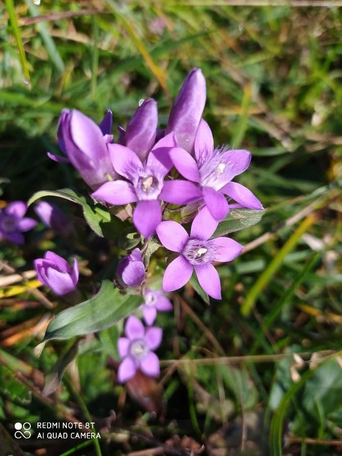Genziana tedesca 14