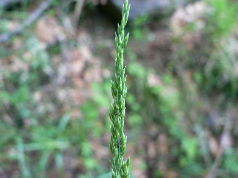 Fienarola di Chaix 2