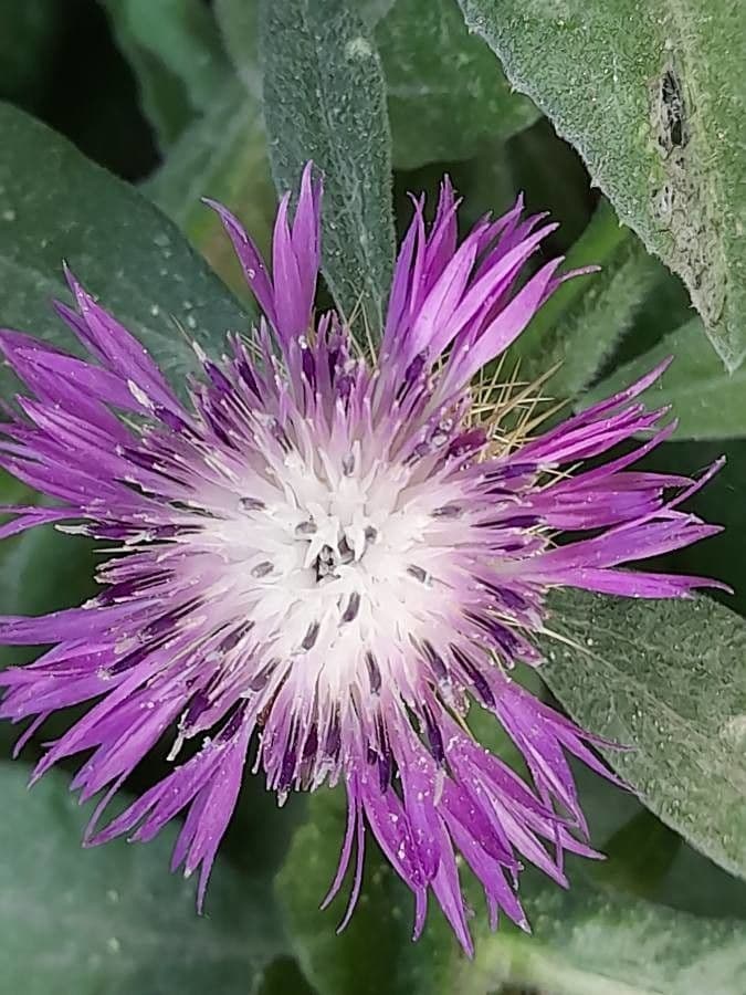 Centaurea 8