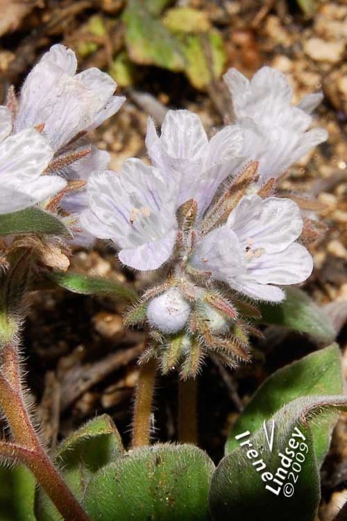 Phacelia 2