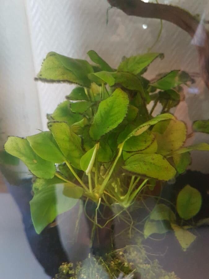 Anubias di Barter 8