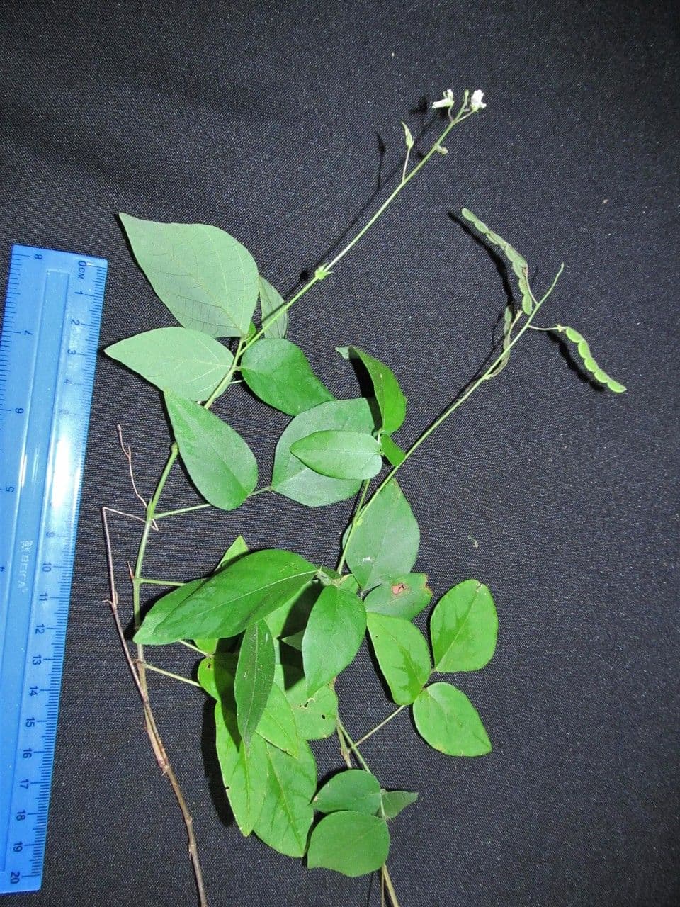 Desmodium 7