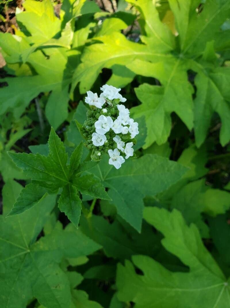 Napaea dioica 4