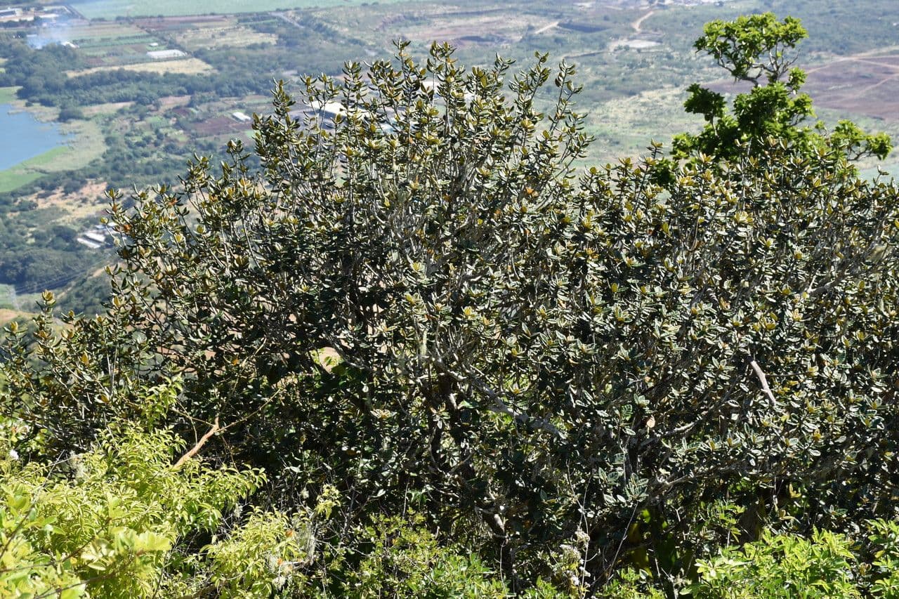 Eugenia