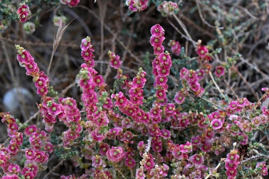 Salsola oppositifolia 9