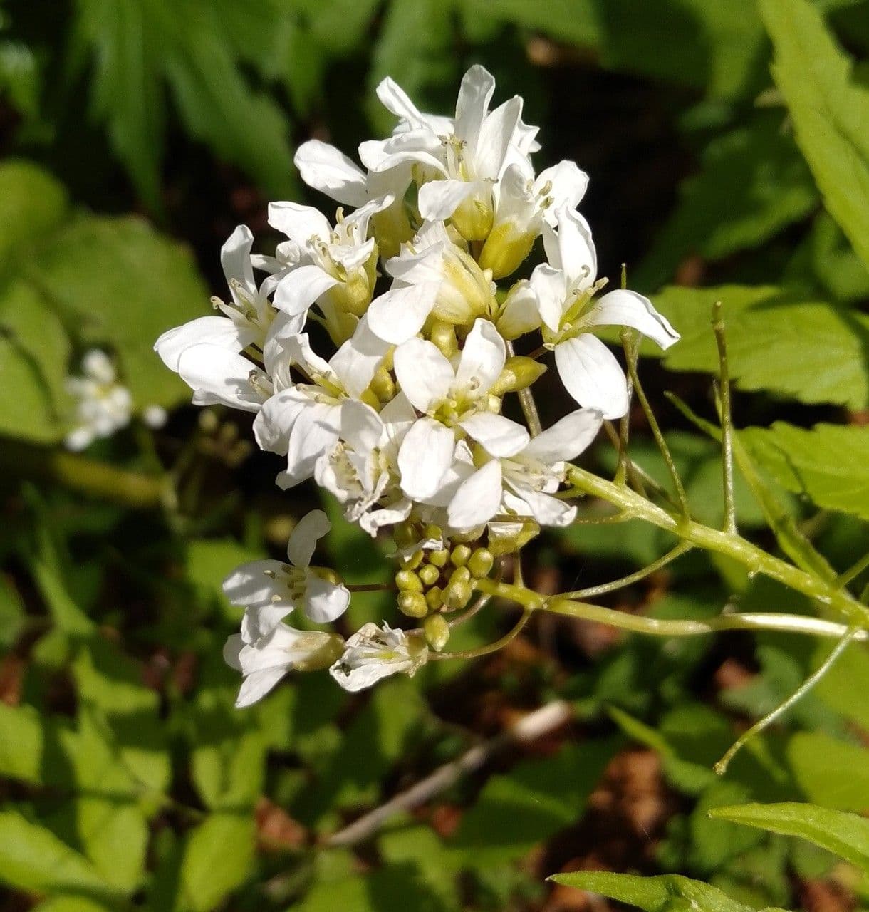 Cardamine bianca 2