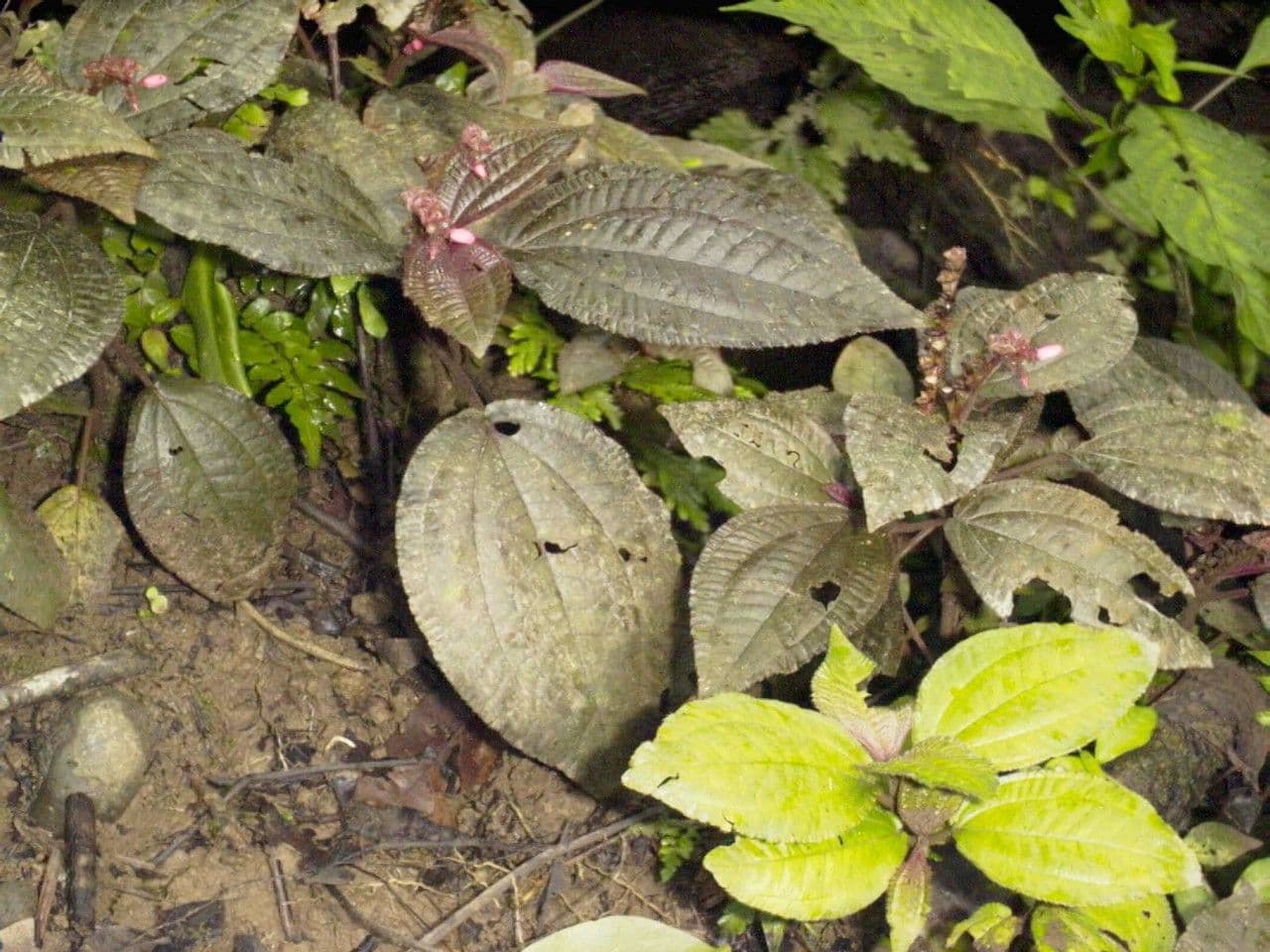 Triolena 10