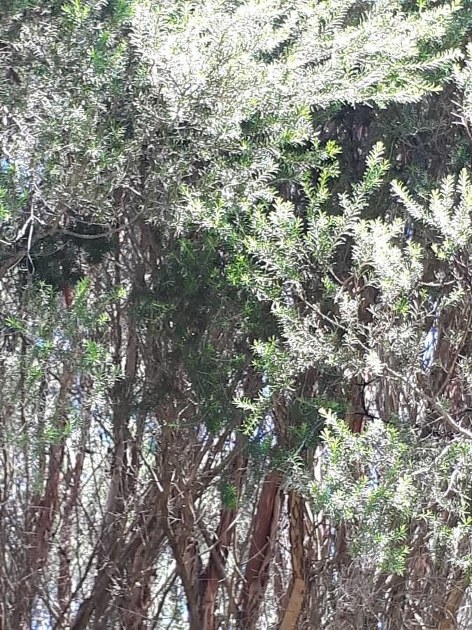 Melaleuca ericifolia 19