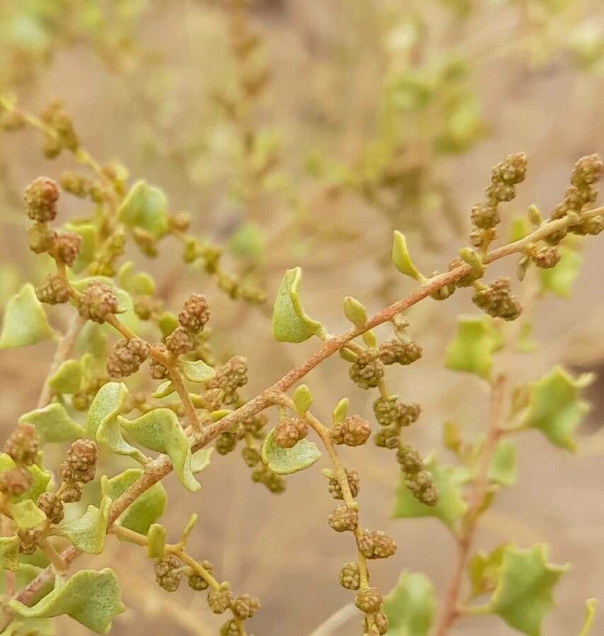 Atriplex 4