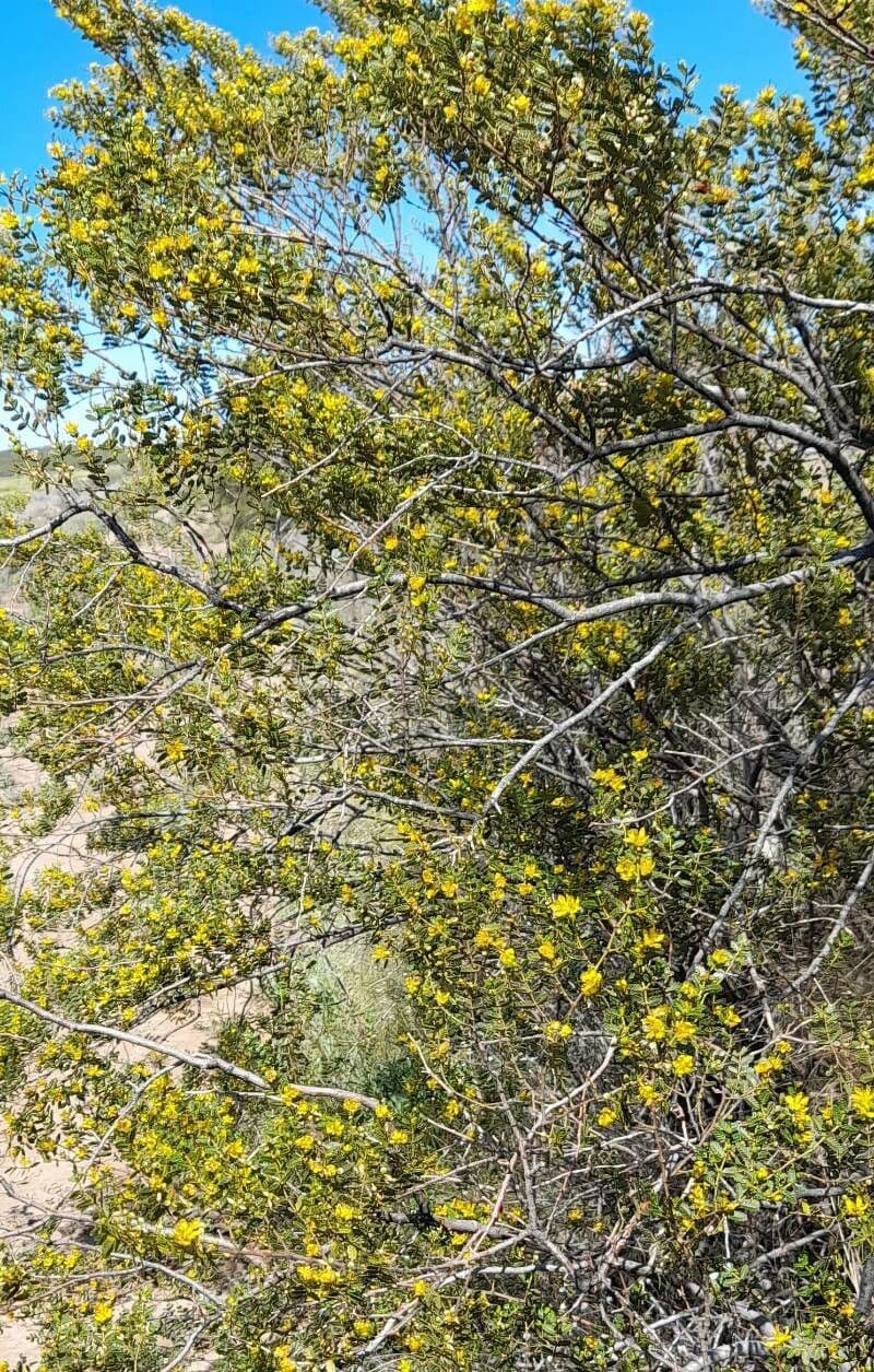 Larrea 9