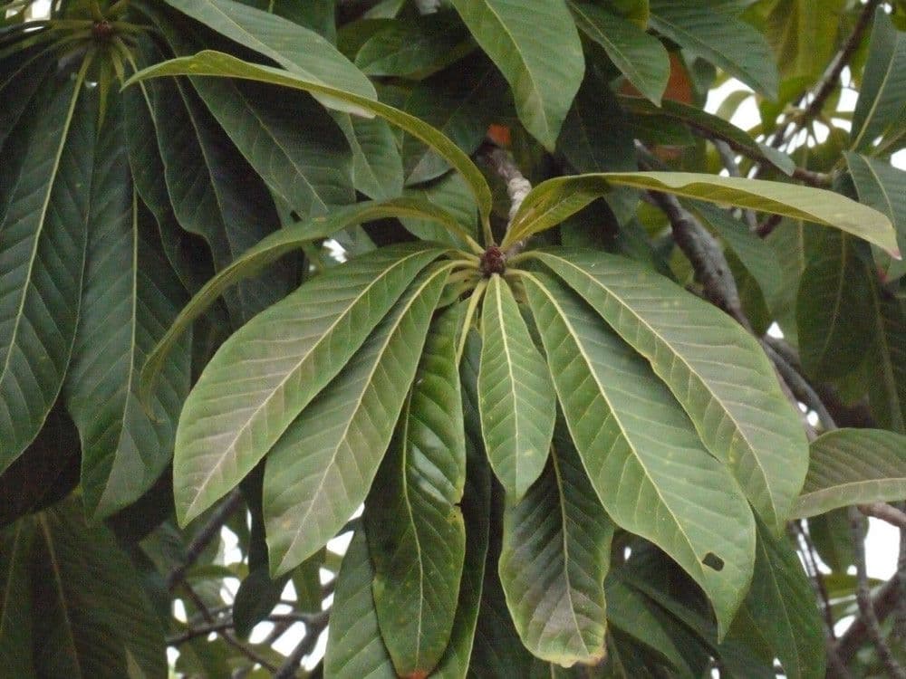 Kanonenbaum 28