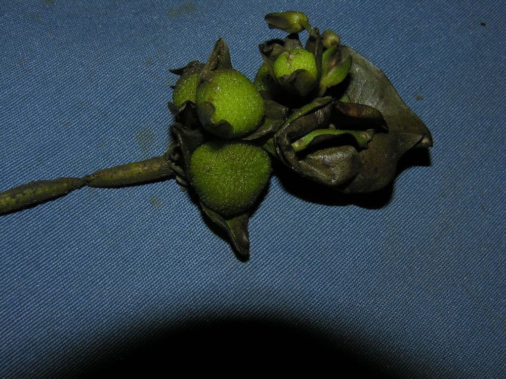 Sagittaria guayanensis