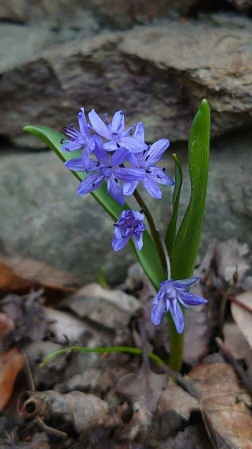 Scilla silvestre 11
