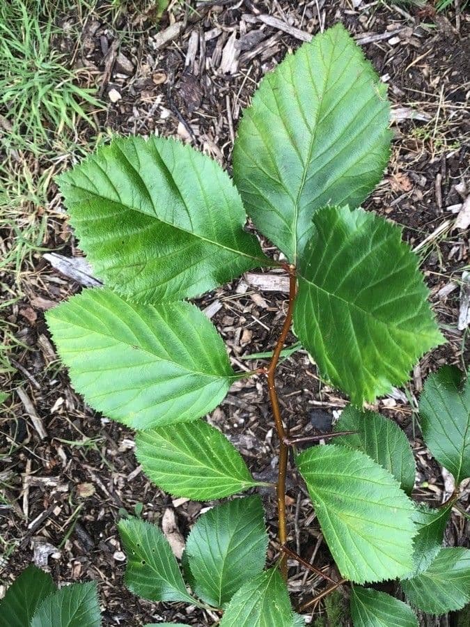 Biancospino calpodendron 2
