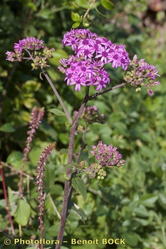 Pericallis 20