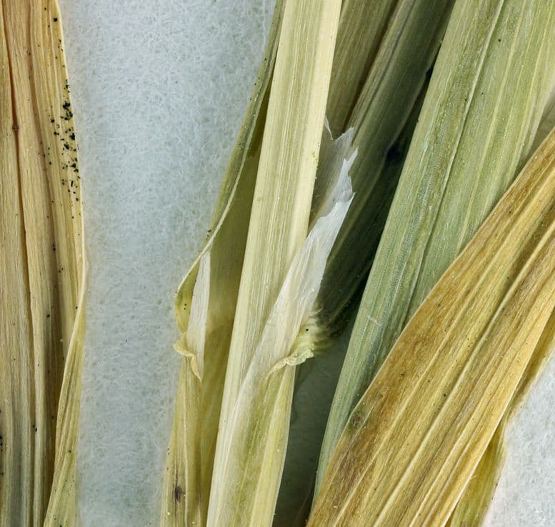 Lamarckia dorata 23