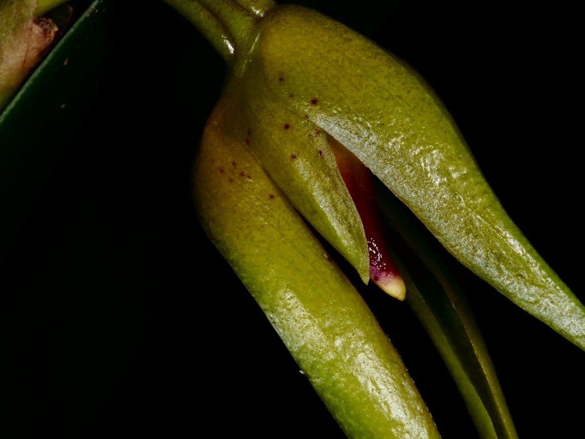 Bulbophyllum 10