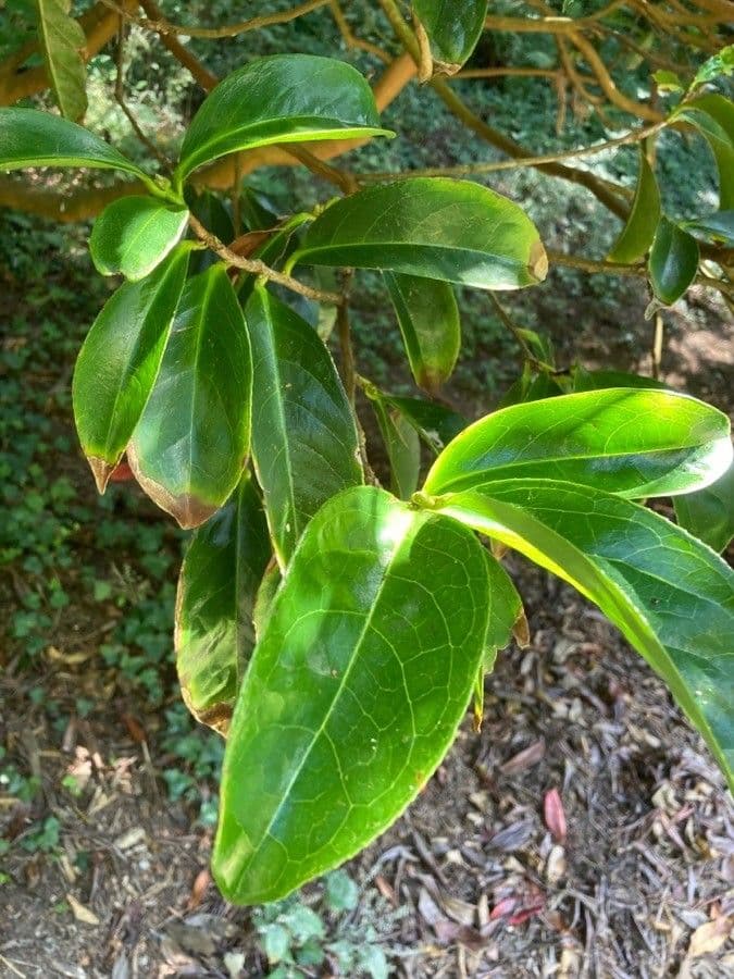 Camelia 3