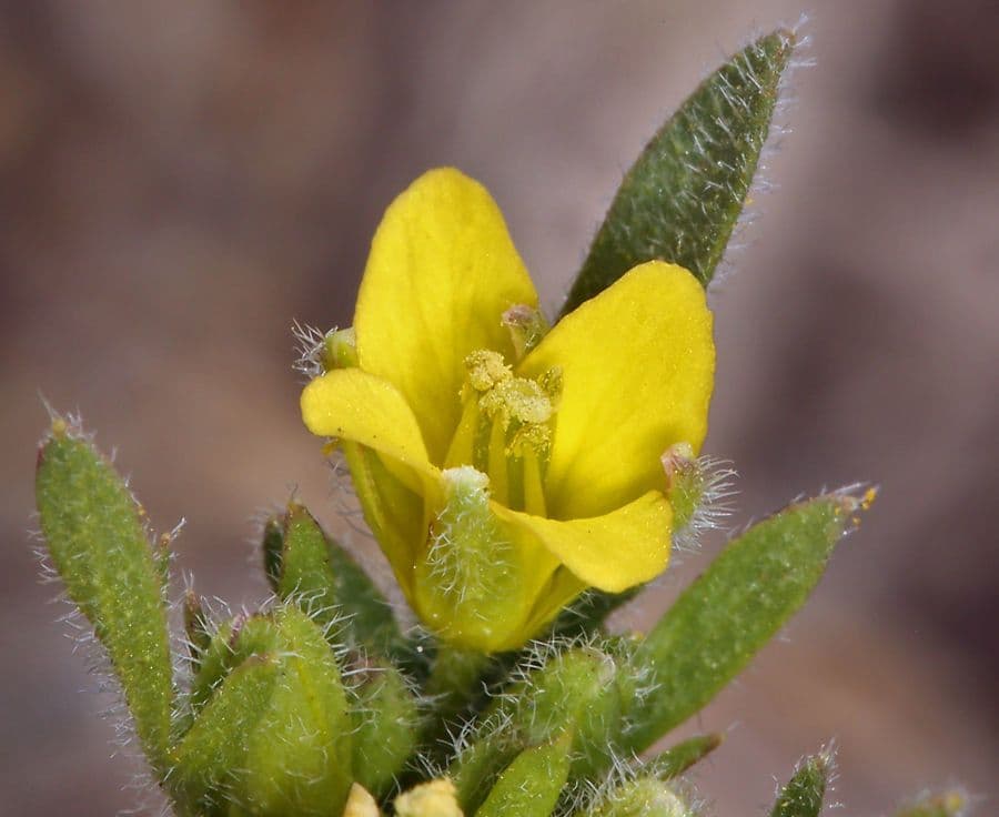 Tropidocarpum