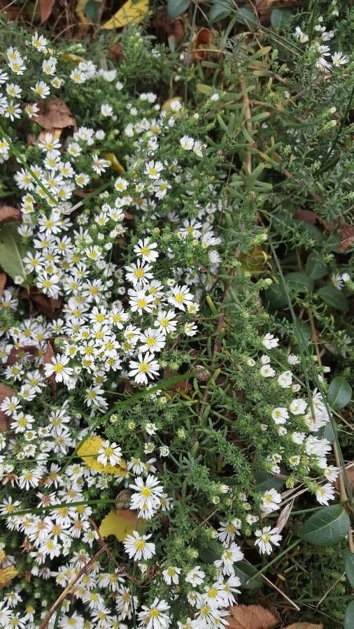 Heide-Herbst-Aster 15
