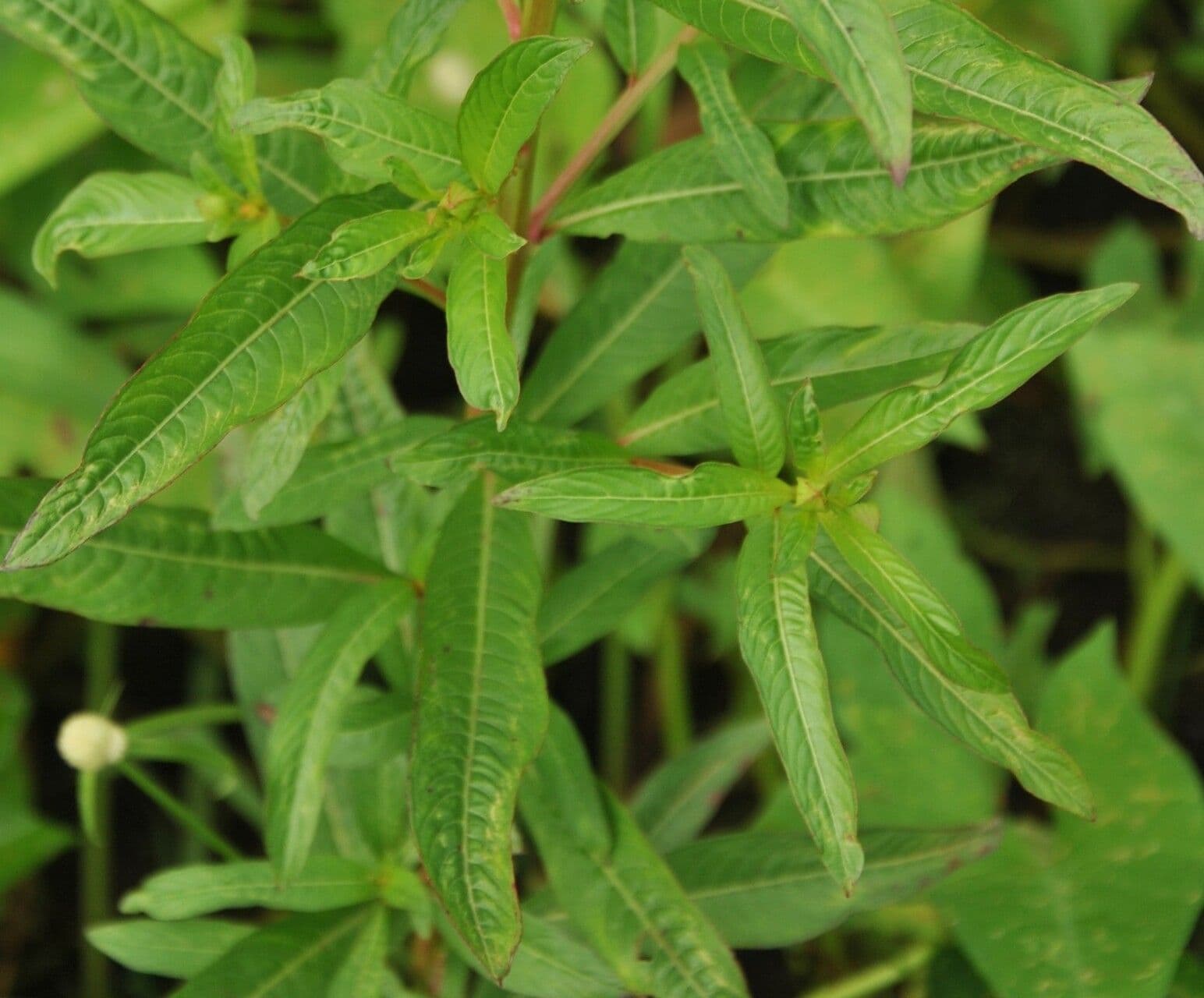 Ludwigia 14