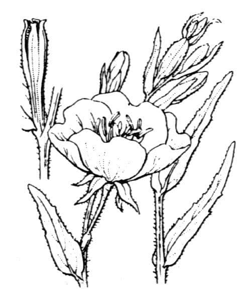 Onagra stricta 27