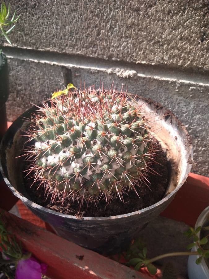 Cactus 6