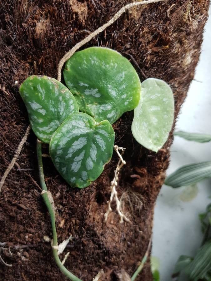 Monstera 8